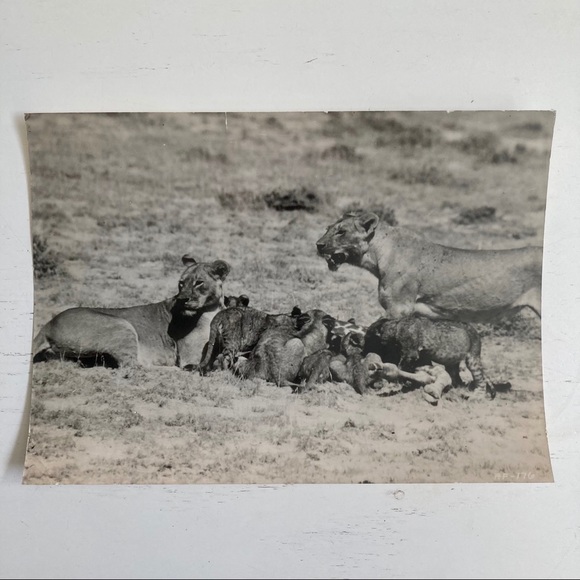 Vintage 20s Nature Mag Press Photo Lions Eating - Picture 1 of 2